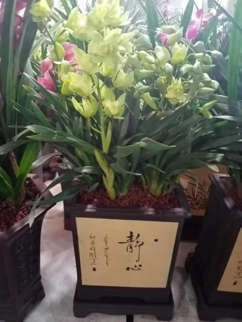 绿植租摆